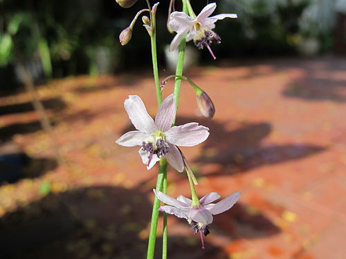 Arthropodium milleflorum